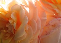 Detailaufnahem einer Rose